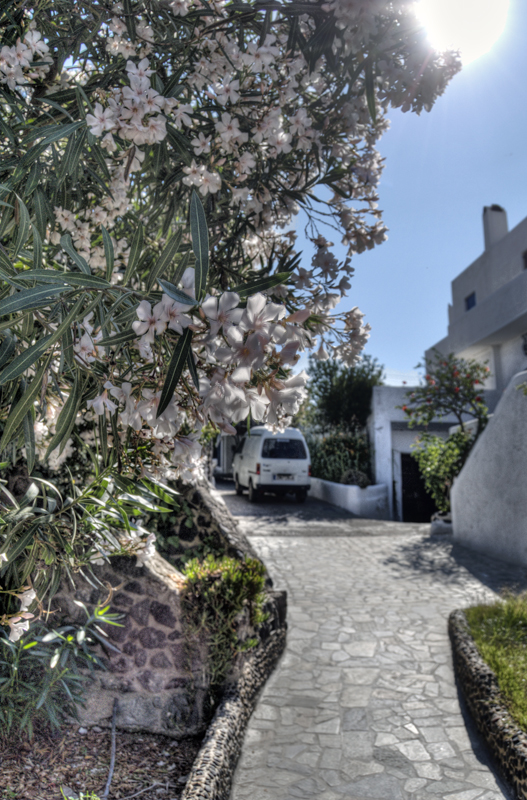 Santorini Flowers on a Walk