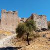 Acrocorinth Olive Tree