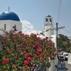 Santorini Flowers